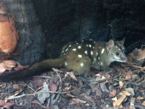 Western Quoll