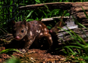 Baby quoll