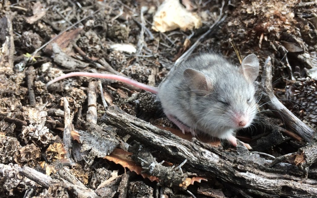 Rewilding the Desert: saving threatened species