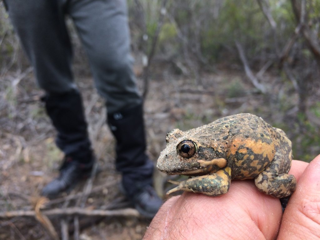 Rewilding the Desert: saving threatened species
