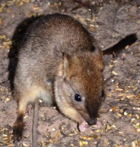 Rewilding the Desert: saving threatened species