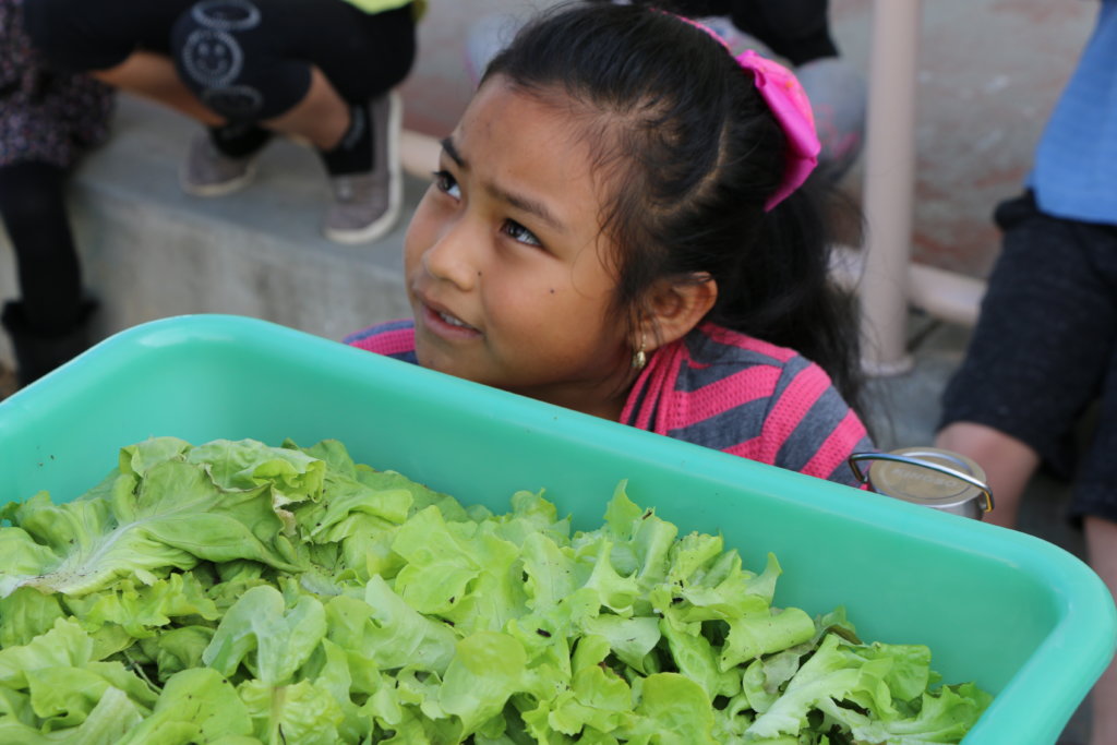 Lettuce for the salad bar