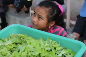 Lettuce for the salad bar