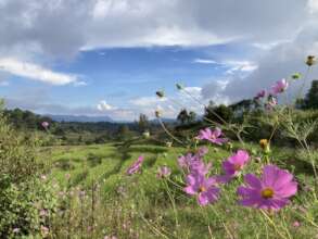 Wild flowers in bloom with clear skies