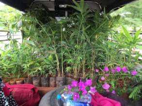 Trees headed out to farm for planting