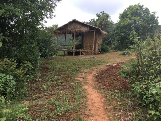 First bamboo house planted with beans,corn,lentil