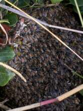 Wild honey bees at the farm