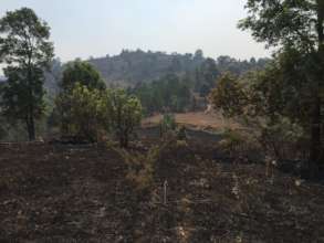 Dry season forest fires burn parts of farm