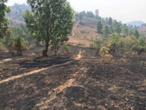 Forest fire burns a large area of farm