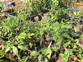 Young nursery trees waiting for transplant in rain