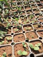 Young edible borage flower plants getting ready