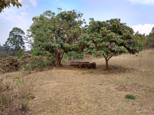 Home for the water buffalo on the land