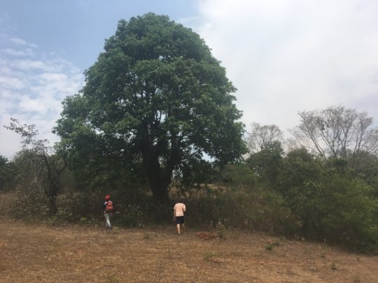 Some big trees for sitting under