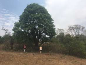 Some big trees for sitting under