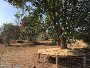 Outside seating under the large jackfruit tree