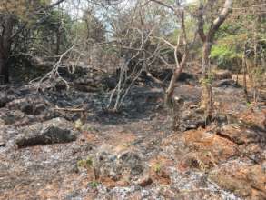 Fire burning through forested parts of farm