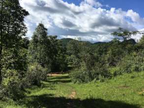 Bamboo welcome entrance to be built this month