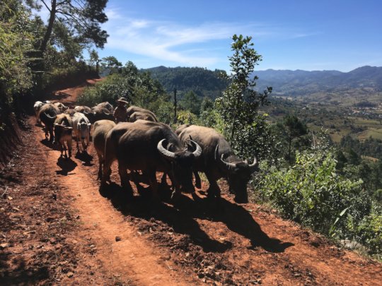 Water buffalo are the main neighbors at our farm