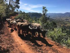 Water buffalo are the main neighbors at our farm
