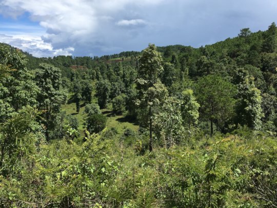Some of the views into local forests from land