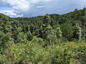 Some of the views into local forests from land