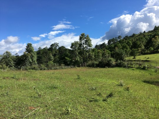 Open fields already planted with fruit trees
