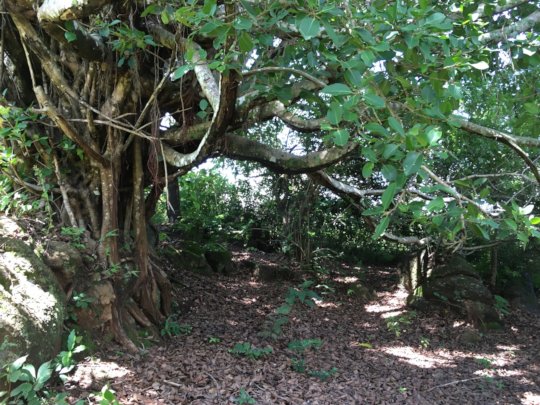 One of the special bodhi tree nooks on the land