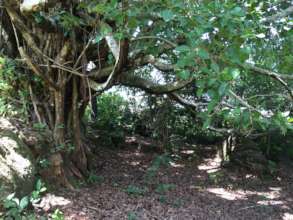 One of the special bodhi tree nooks on the land