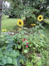 Wildflowers and sunflowers coming with the rains