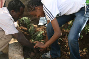 Planting Exercise
