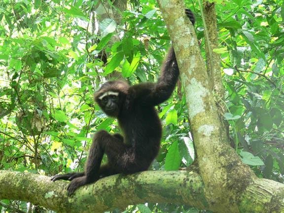 Preserving Primates in China