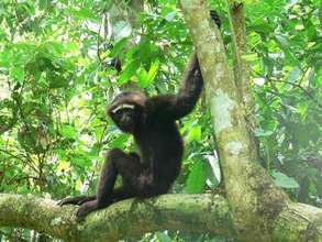 White eye-browed gibbon