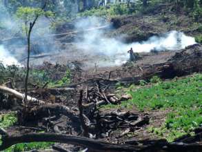Mau Forest destruction