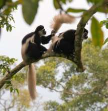 Colobus Monkeys - Among Threatened species