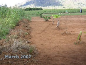 Bananas starting the living fence in 2007