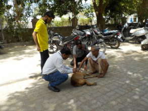 Stray dog vaccinated with anti-rabies