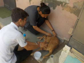 A dog being vaccinated against rabies