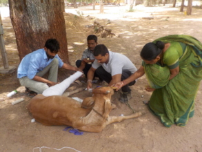 A cow found with tibia-tarsal fracture on hind leg