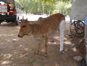 Splint bandage done by vets to treat the fracture