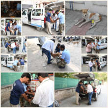 vets treat stray animal in field