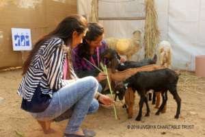 Interaction with goats and sheep