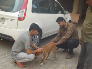 Vaccinating a street dog against rabies