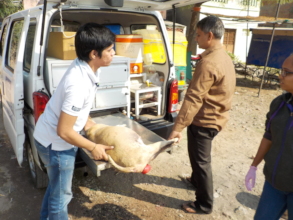 Treating a rectal prolapse in a street dog