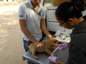 Treating a foot (crush) injury in a street puppy