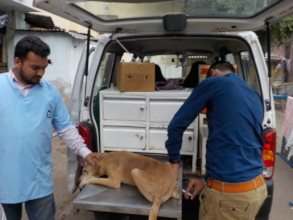 Anti rabies vaccination being given to dog