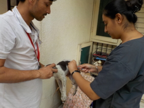 Injecting antibiotics to a sick puppy