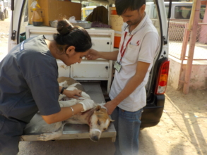 Treating a neck injury in a street dog