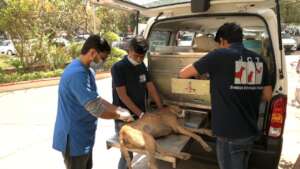 Anti Rabies vaccination drive for city stray dogs