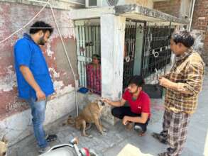 Balu's caregiver family is showing balu to our vet