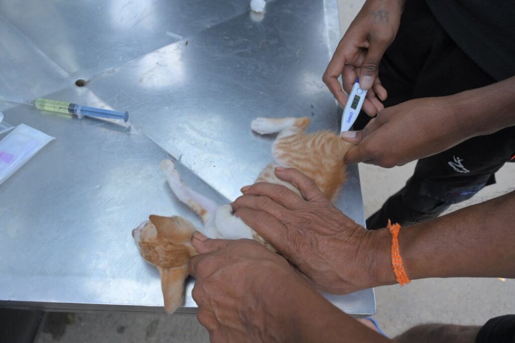 Checking Temperature for the kittens